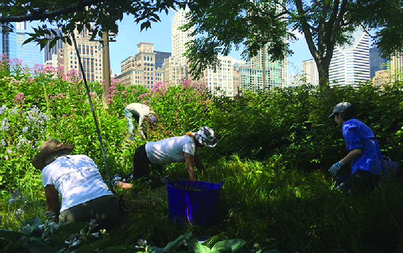 Lurie Garden Millenium Park GGN มิลเลเนียม พาร์ค จีจีเอ็น ลูรี่การ์เด้น
