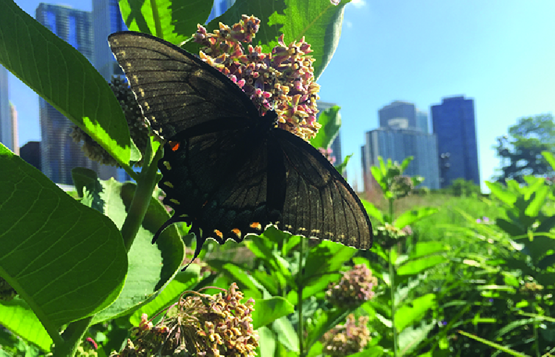 Lurie Garden Millenium Park GGN มิลเลเนียม พาร์ค จีจีเอ็น ลูรี่การ์เด้น